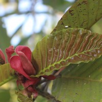 Dipterocarpus zeylanicus Thwaites